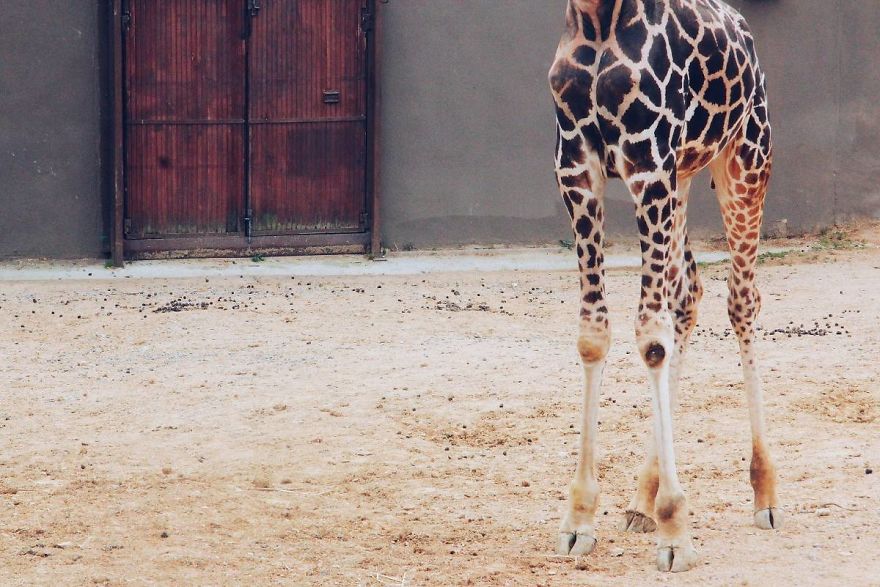 I Made This Project To Show That The Zoos Are Prison