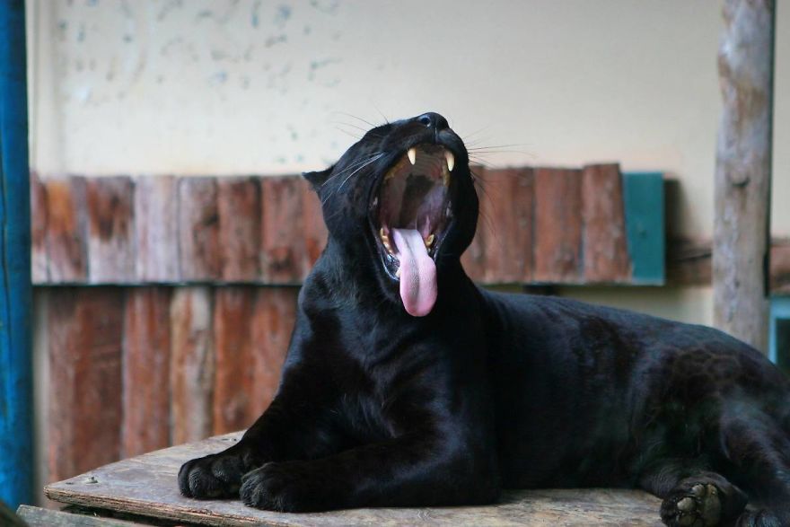 I Made This Project To Show That The Zoos Are Prison