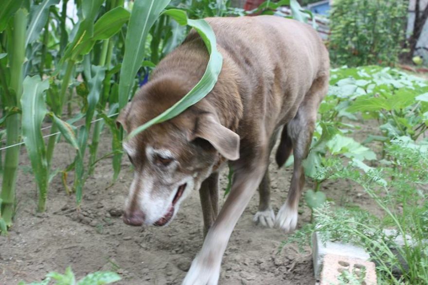 Dixie, Forever Loved, 7/28/02 - 10/21/16