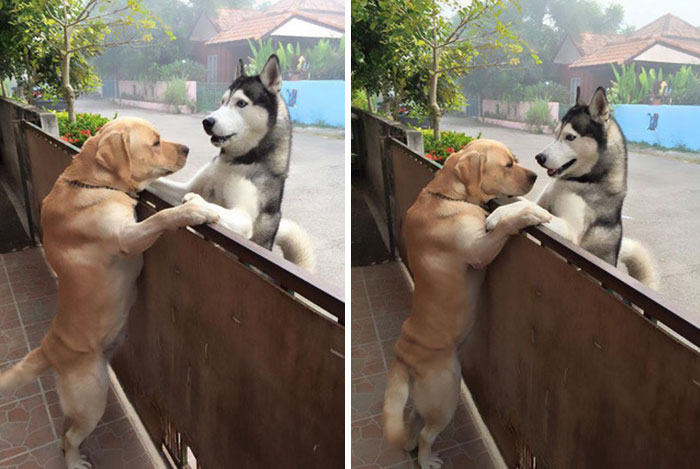 This Dog Felt So Lonely That He Escaped The Yard To Hug His Best Friend This Dog Felt So Lonely That He Escaped The Yard To Hug His Best Friend