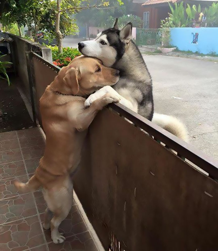 This Dog Felt So Lonely That He Escaped The Yard To Hug His Best Friend