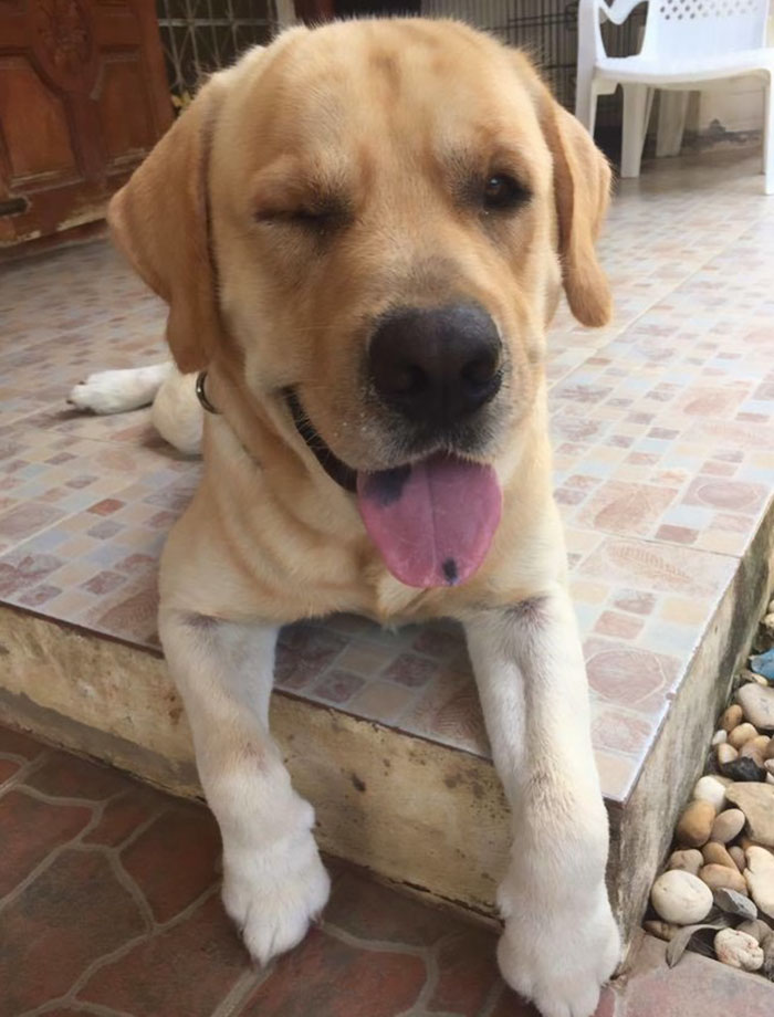 This Dog Felt So Lonely That He Escaped The Yard To Hug His Best Friend