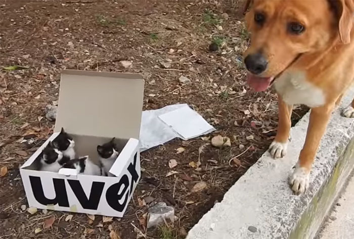 This Dog Lead His Humans To A Mysterios Box In The Mountains, Ended Up Becoming A Father This Dog Lead His Humans To A Mysterios Box In The Mountains, Ended Up Becoming A Father