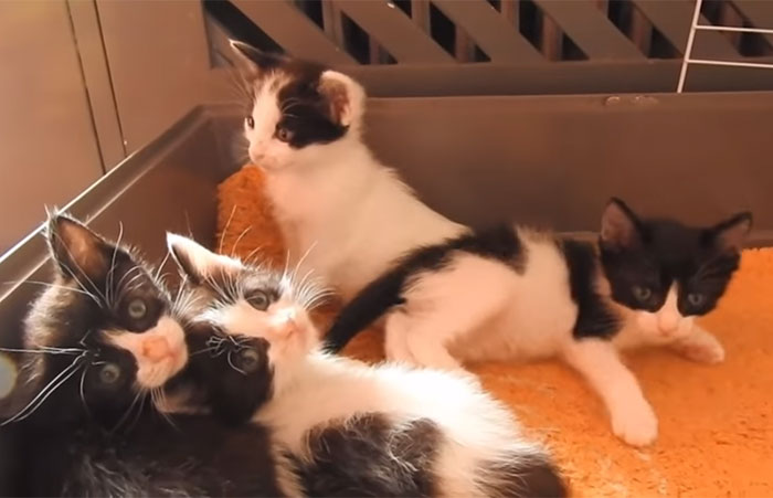 This Dog Lead His Humans To A Mysterios Box In The Mountains, Ended Up Becoming A Father