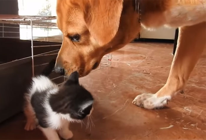 This Dog Lead His Humans To A Mysterios Box In The Mountains, Ended Up Becoming A Father This Dog Lead His Humans To A Mysterios Box In The Mountains, Ended Up Becoming A Father