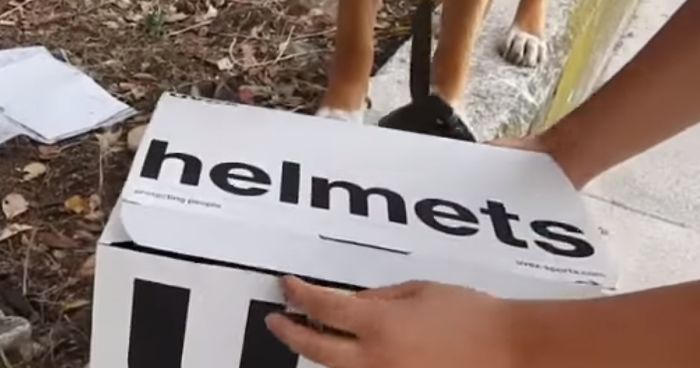 This Dog Lead His Humans To A Mysterios Box In The Mountains, Ended Up Becoming A Father