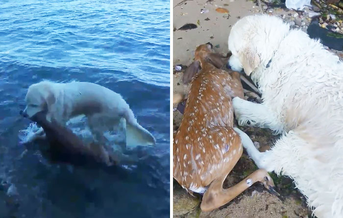 Este perro salvó a un cervatillo de ahogarse