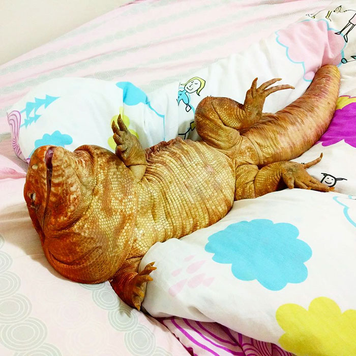This Dog-Sized Lizard Is Instagram's Latest Four-Legged Sensation, And His Pics Will Make Your Day This Dog-Sized Lizard Is Instagram's Latest Four-Legged Sensation, And His Pics Will Make Your Day