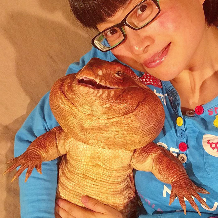 This Dog-Sized Lizard Is Instagram's Latest Four-Legged Sensation, And His Pics Will Make Your Day This Dog-Sized Lizard Is Instagram's Latest Four-Legged Sensation, And His Pics Will Make Your Day