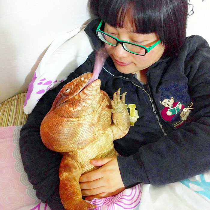 This Dog-Sized Lizard Is Instagram's Latest Four-Legged Sensation, And His Pics Will Make Your Day This Dog-Sized Lizard Is Instagram's Latest Four-Legged Sensation, And His Pics Will Make Your Day