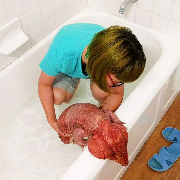 This Dog-Sized Lizard Is Instagram's Latest Four-Legged Sensation, And His Pics Will Make Your Day This Dog-Sized Lizard Is Instagram's Latest Four-Legged Sensation, And His Pics Will Make Your Day