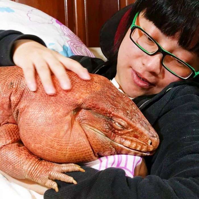 This Dog-Sized Lizard Is Instagram's Latest Four-Legged Sensation, And His Pics Will Make Your Day This Dog-Sized Lizard Is Instagram's Latest Four-Legged Sensation, And His Pics Will Make Your Day