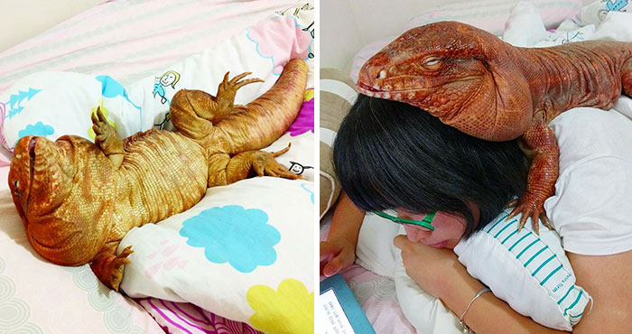 Este lagarto del tamaño de un perro es la última sensación entre las mascotas de Instagram, sus fotos te alegrarán el día