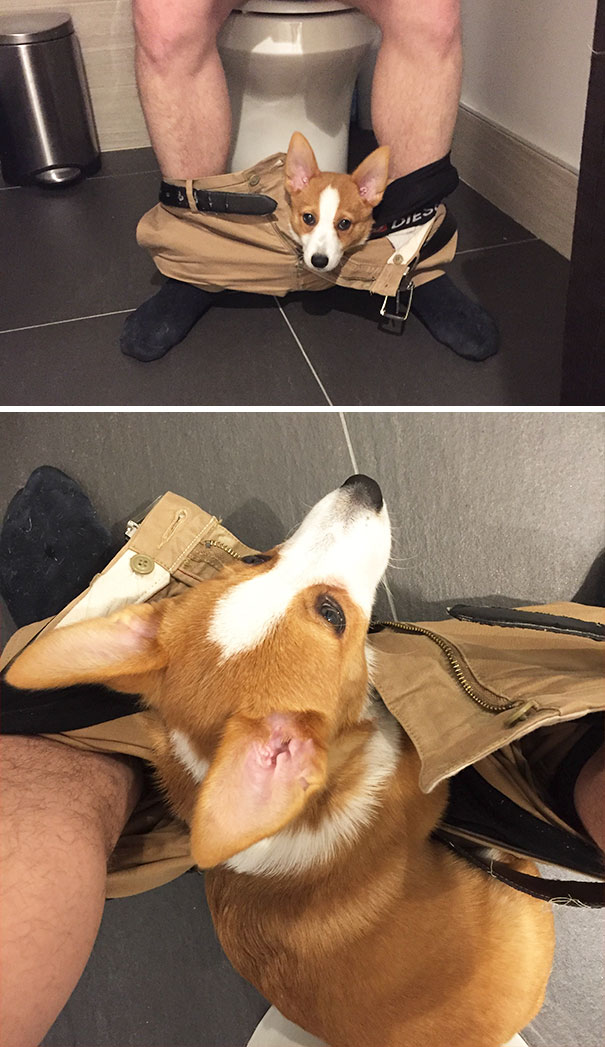 Sometimes My Dog Thinks He's A Cat