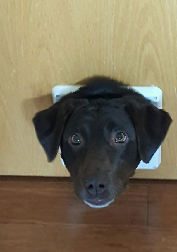 Installed A Cat Door. Received Dog