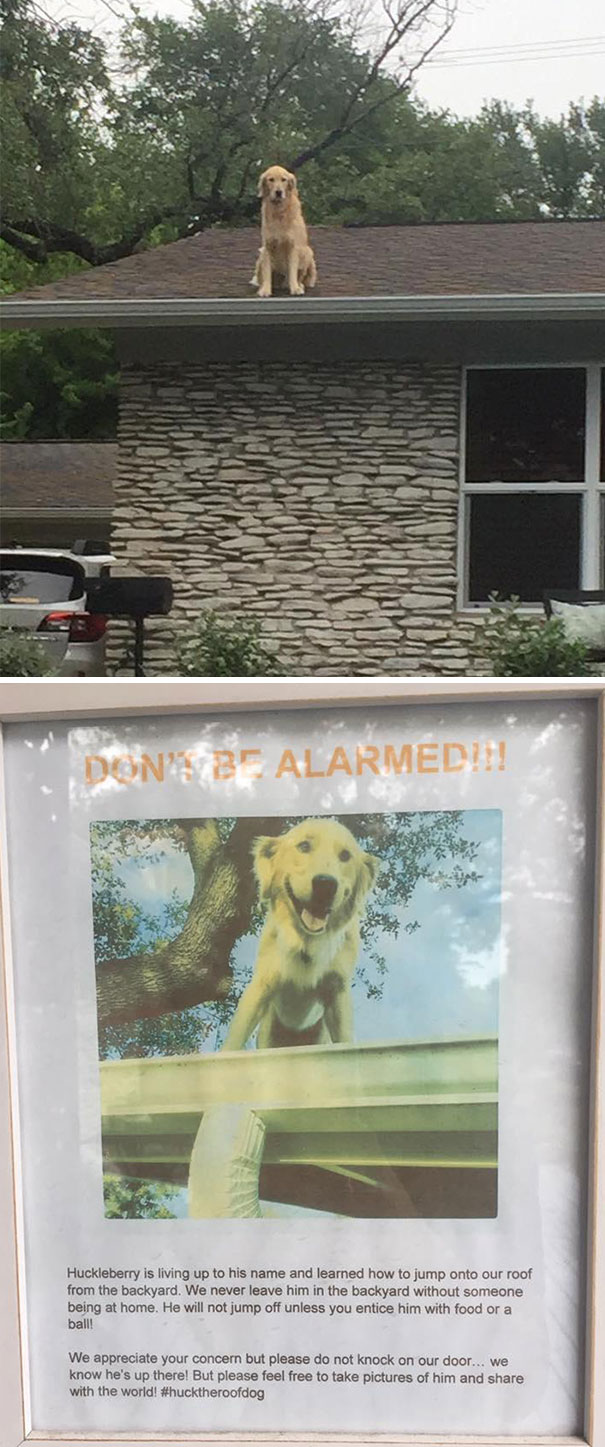 This Dog Has A Thing For Rooftops Apparently