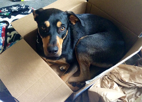 My Dog Grew Up With Four Cats. He May Be Having An Identity Crisis