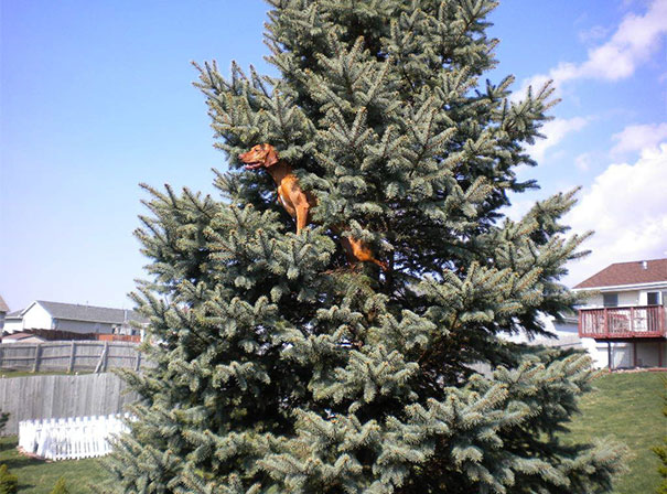 Well My Dog Decided He Was A Cat Today