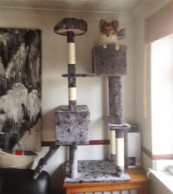 My Dads Dog Thinks He Is A Cat