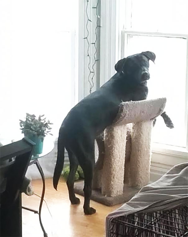 My Dog Thinks That He Is A Cat