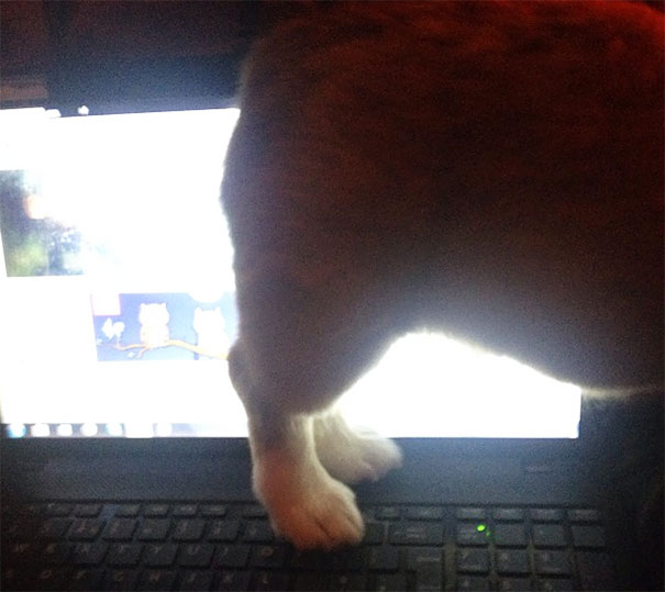 My Dog Thinks He's A Cat