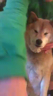 Dragon Cheeked Kuma!