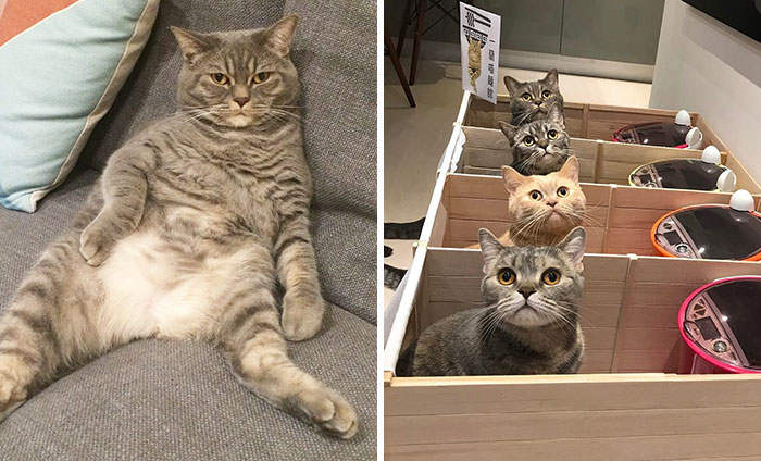 Este gato obeso seguía comiendo más de lo que debía, así que a sus dueños se les ocurrió una solución genial