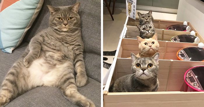 Fat Dad Cat Kept Eating More Than His Share, So His Owners Came Up With A Genius Solution