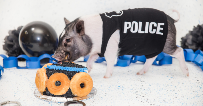 Meet Hercules, Our 6-Month-Old Pig Who Will Change The Way You Think About Pig Policemen