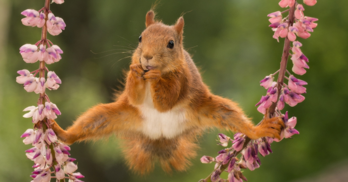 Squirrels Doing Karate