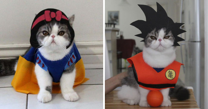 I Make Costumes For My Cats