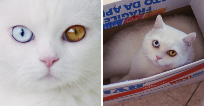 Tihon: Very Special Cat With Odd Eyes