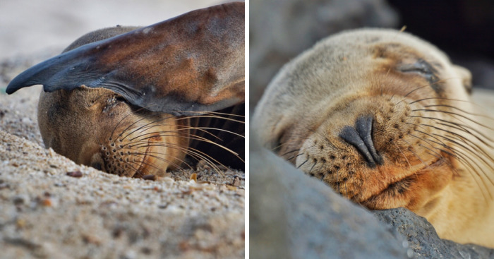 I Photographed Sea Lions In The Galápagos, And There’s A Reason People Call Them The Puppies Of The Sea