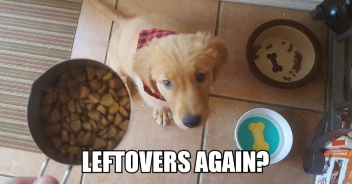 I Took Photos Of My 4-Month-Old Puppy & Added Captions To Them Of Her Thoughts