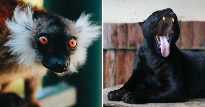 I Made This Project To Show That The Zoos Are Prison