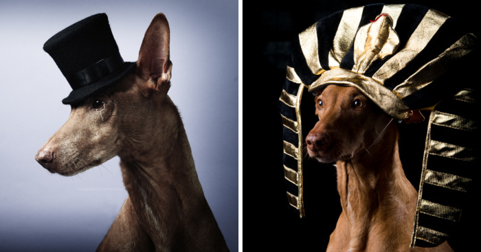 I Found A Way To Honor My Pharaoh Hound And The Joy He Gives Us Through Images Will Make You Smile!