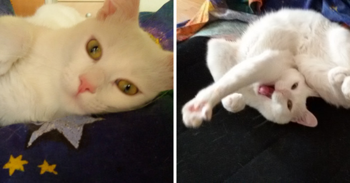 I Promise You This Is Not Catsorcism