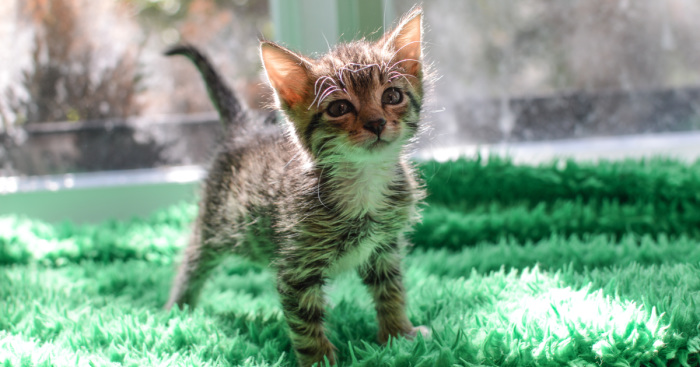 Unusual Photo Exhibition At The Eclair Cafe In Riga