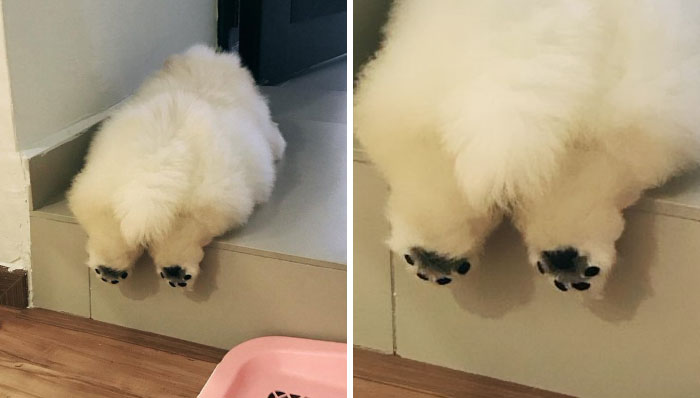 Esta patata está conquistando internet con sus adorables fotos