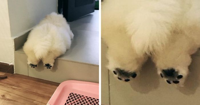 This Potato Is Taking Instagram By Storm, And Its Photos Are Just Too Cute