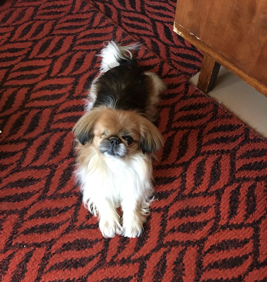 Bibi, 11.5 Years Old Pekingese From Tallinn, Estonia