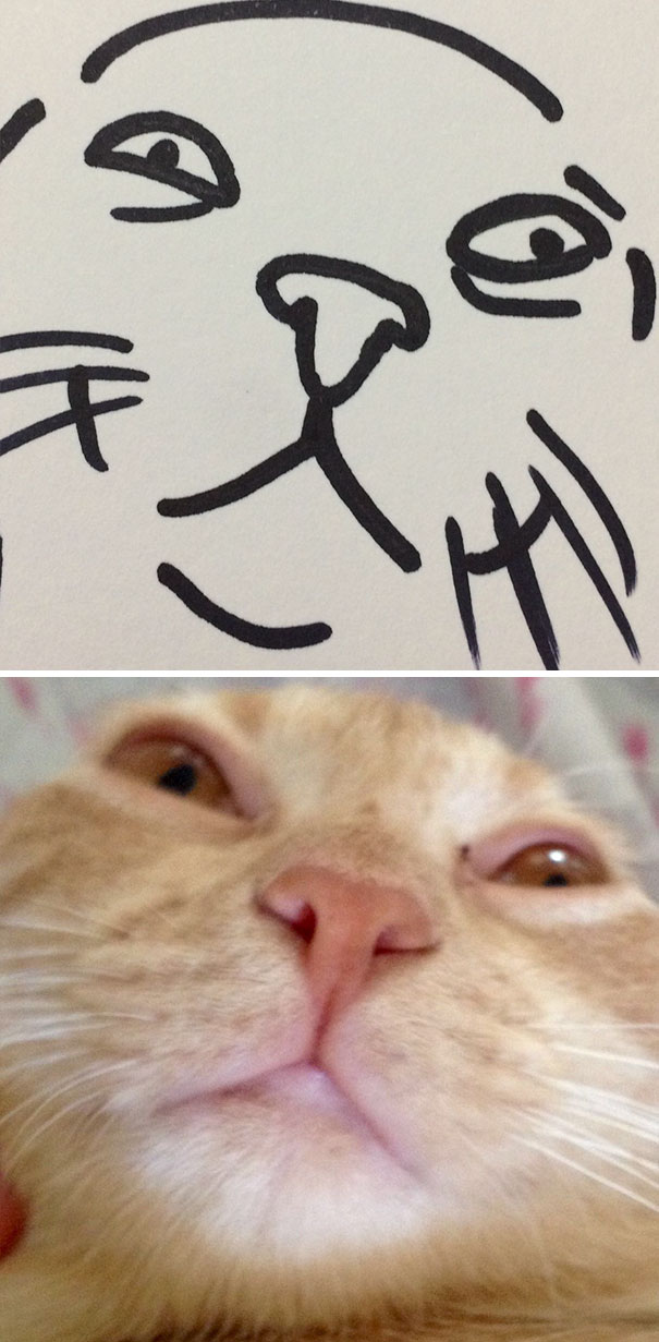 Poorly Drawn Cat
