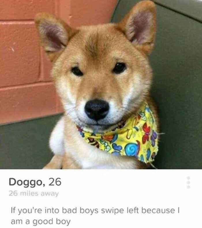 Cute dog on a Tinder profile with a funny bio about being a "good boy," wearing a colorful bandana.