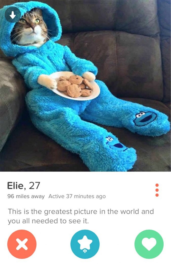 Cat in a blue onesie holding cookies, showcasing one of the funniest Tinder profiles.