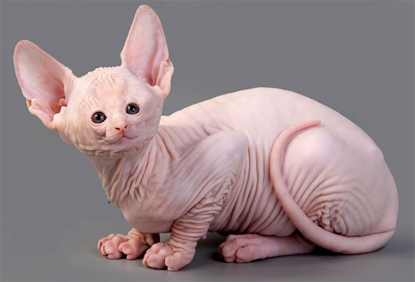 Cats With Tiny Faces