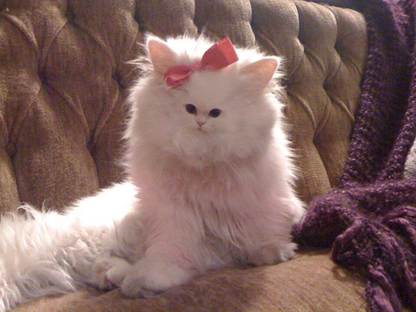 Cats With Tiny Faces