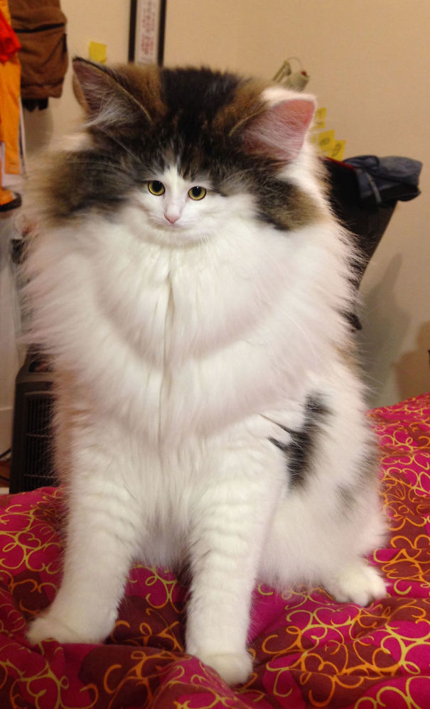 Cats With Tiny Faces