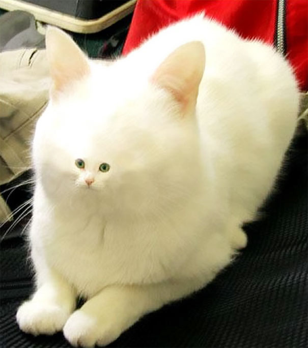 Cats With Tiny Faces