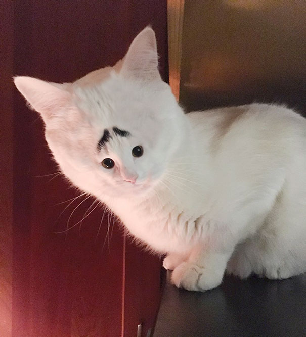 Funny-tiny-face-cats-photoshop-battle