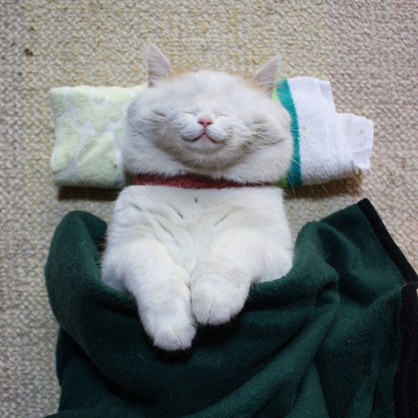 Funny-tiny-face-cats-photoshop-battle